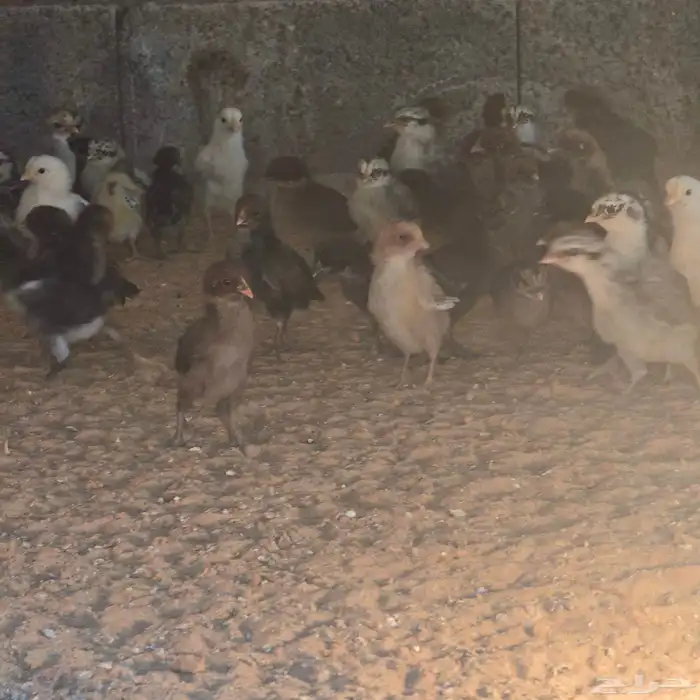 صوص بلدي للبيع 3