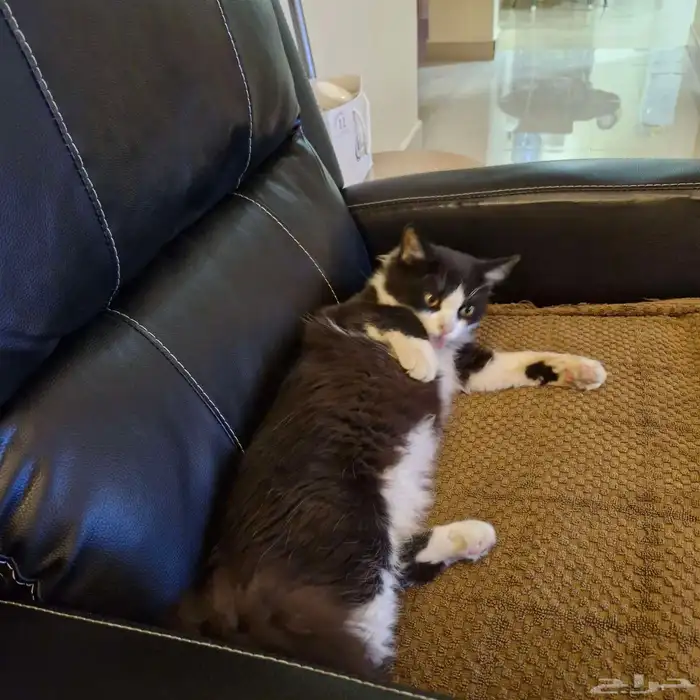 BLACK AND WHITE 6MNTH OLD MALE KITTEN 4