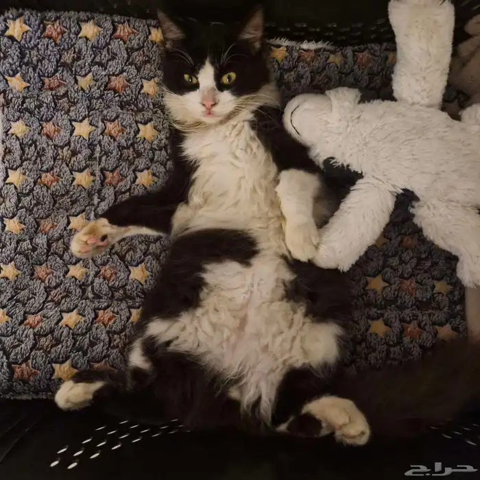 BLACK AND WHITE 6MNTH OLD MALE KITTEN 0