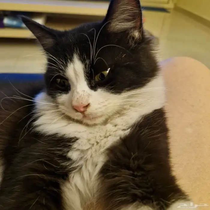 BLACK AND WHITE 6MNTH OLD MALE KITTEN 2