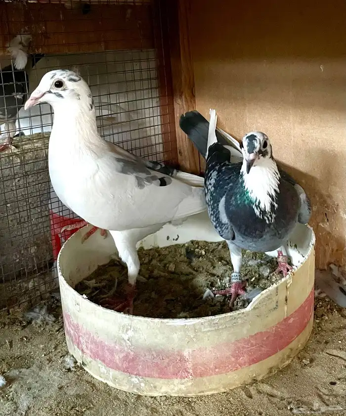 زوج زاجل مع طبتهم 0