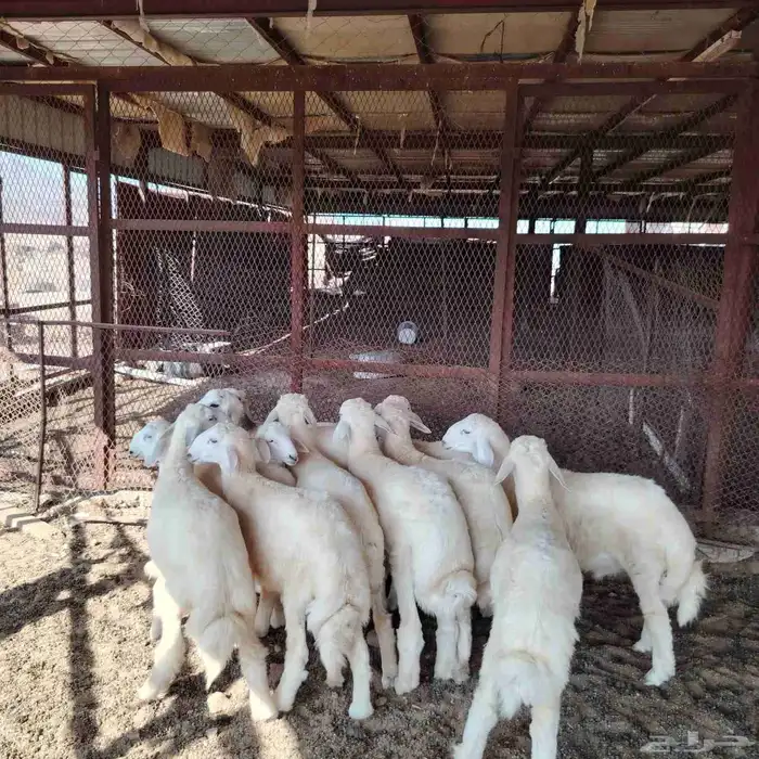 طليان ورخل 0