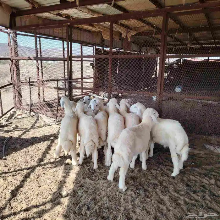 طليان ورخل 1