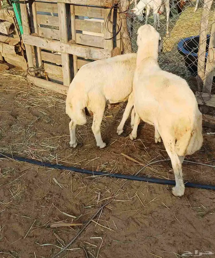 خرفان للبيع 1
