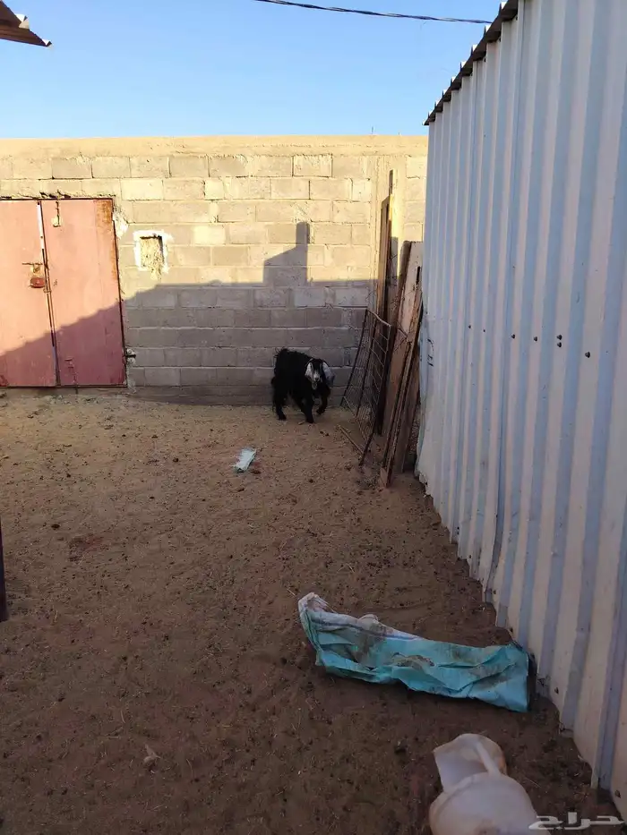 عنز حليب معها خروف وجفره عارضيه مضرع وغنم مواليد 8