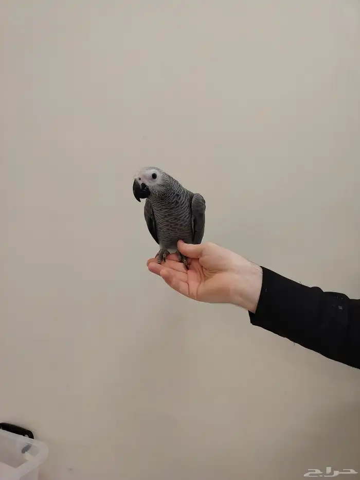 فرخ كاسكو ((تم البيع)) 3