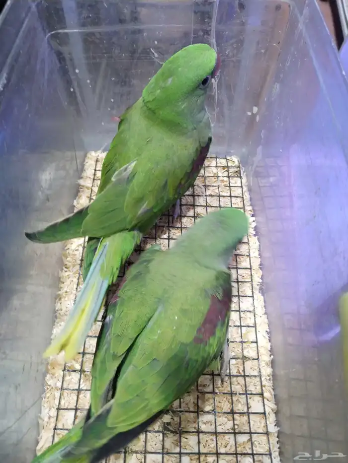 للبيع فروخ غر دره نيبالي أحجام قويه للتواصل 0