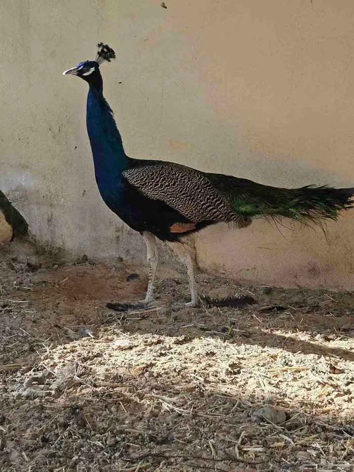 للبيع جوز طاووس هندي ازرق منتج 4