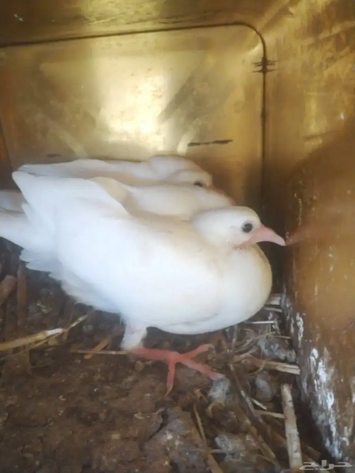 زغالين فرنسي 4