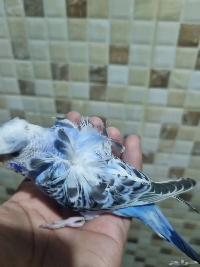 فرخ هوقو اليف 1