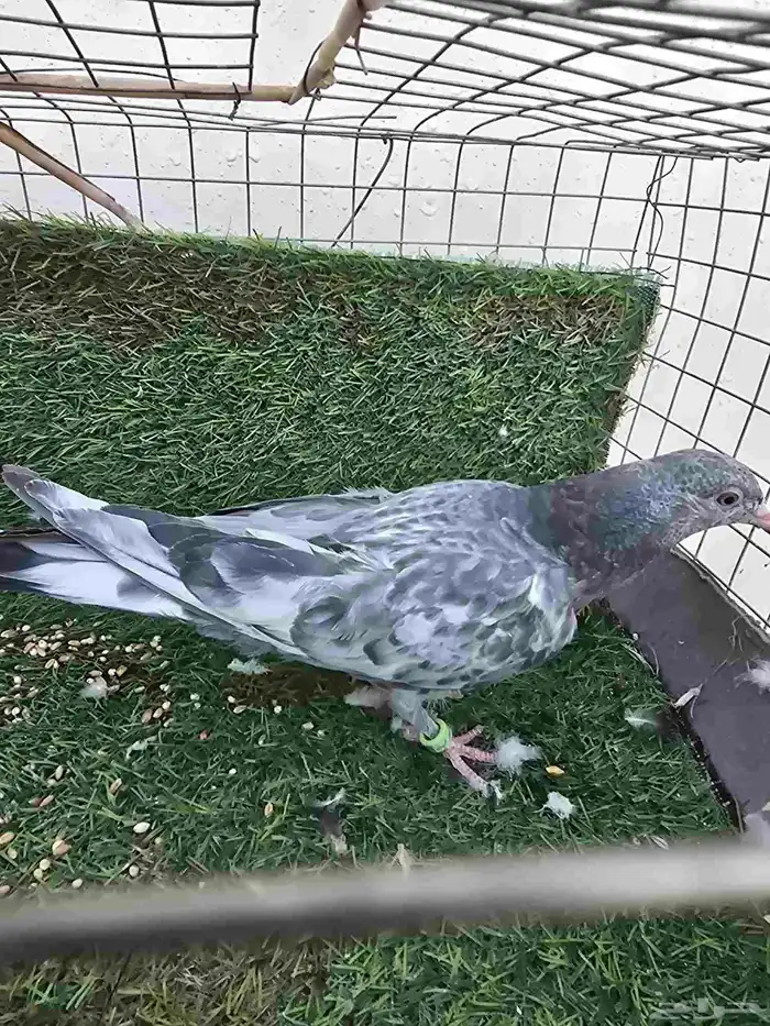 حمام باكستاني 2