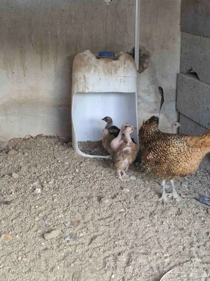 دجاجه بفروخها 6