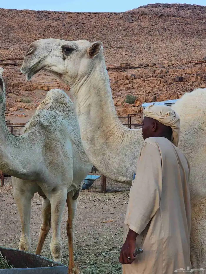 للبيع الناقه ام الفحول لها عندي 4سنوات من ابل الروسان 0