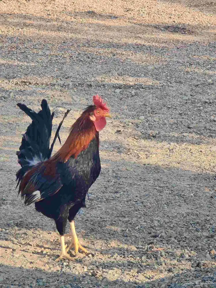 طقم دجاج عربي 0