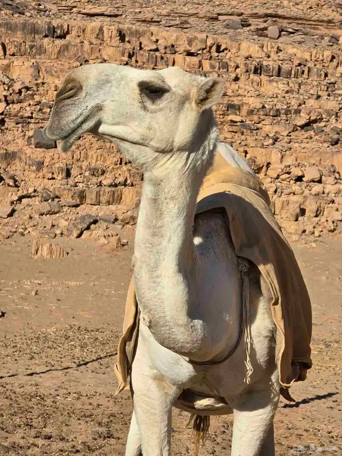 للبيع الناقه ام الفحول لها عندي 4سنوات من ابل الروسان 3