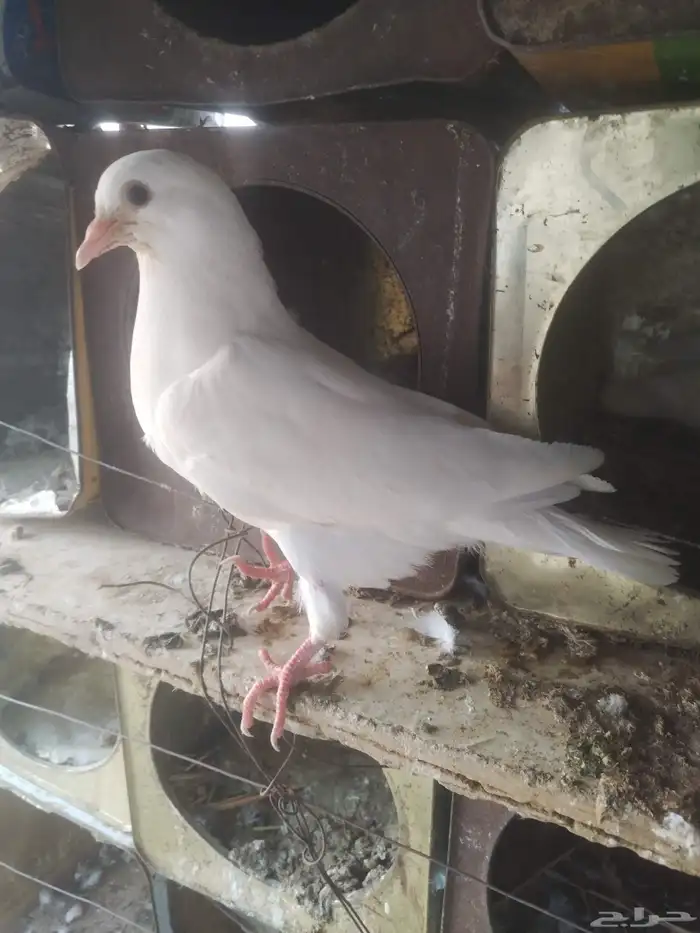 زغالين فرنسي 2