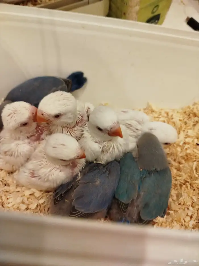 فروخ روز البينو فايلوت تركواز غر بشراهه للبيع 0