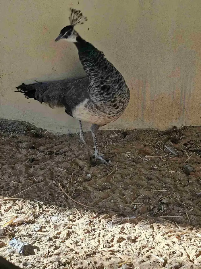 للبيع جوز طاووس هندي ازرق منتج 7