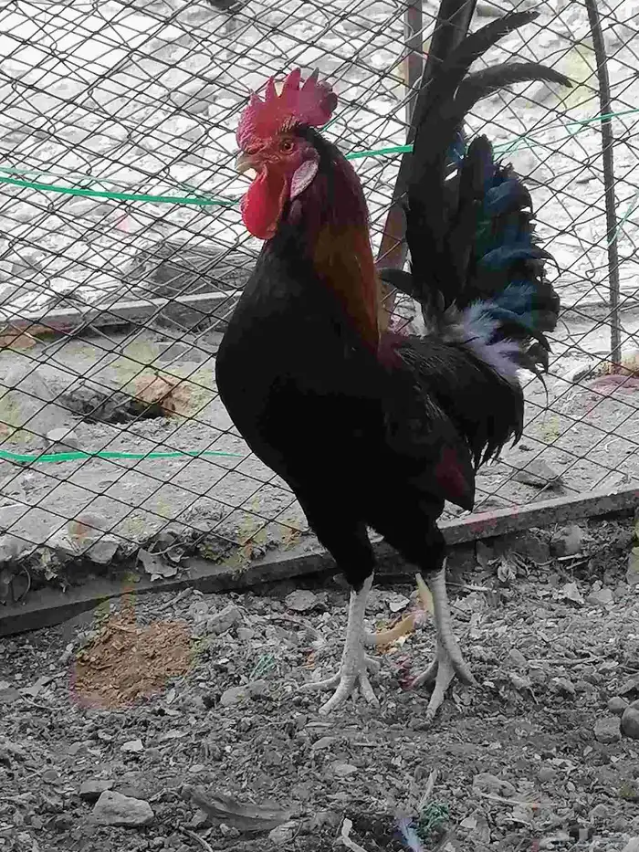 ديك عربي اصيل ديك بلدي 3