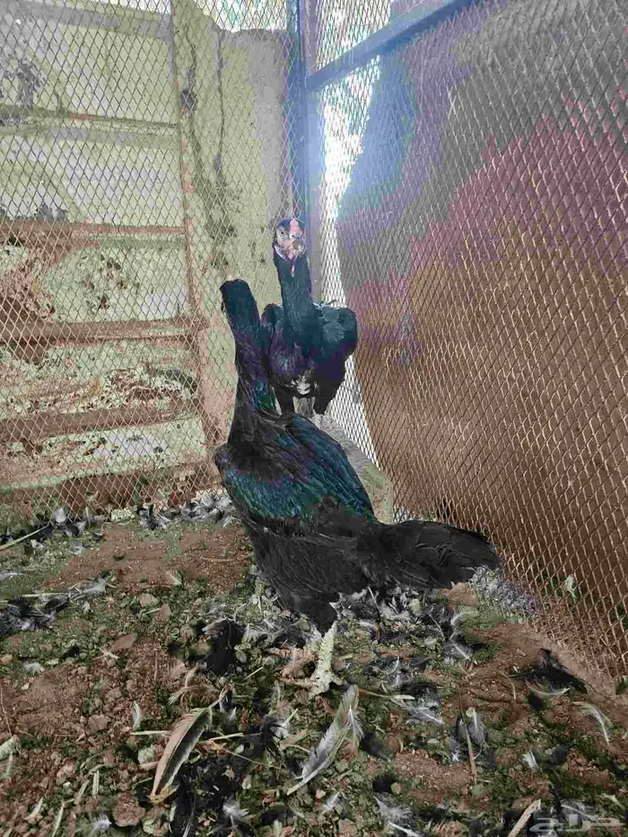 دجاج شامو الماني 1