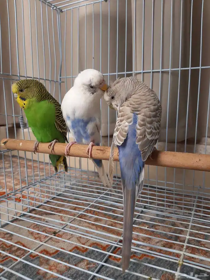 بادجي ذكر موالف ثنتين اناث 4