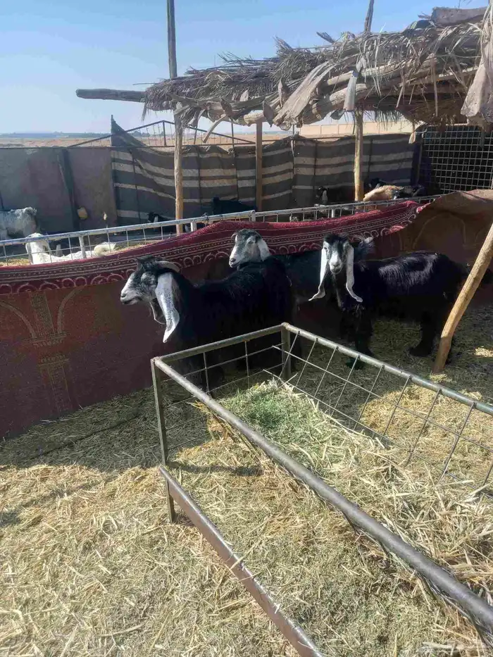 للبيع معزاء 3 طيبات وسليمه اشباب 2