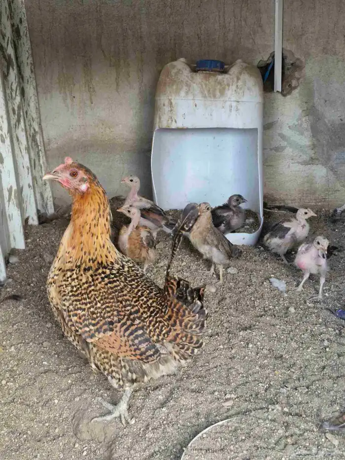 دجاجه بفروخها 5