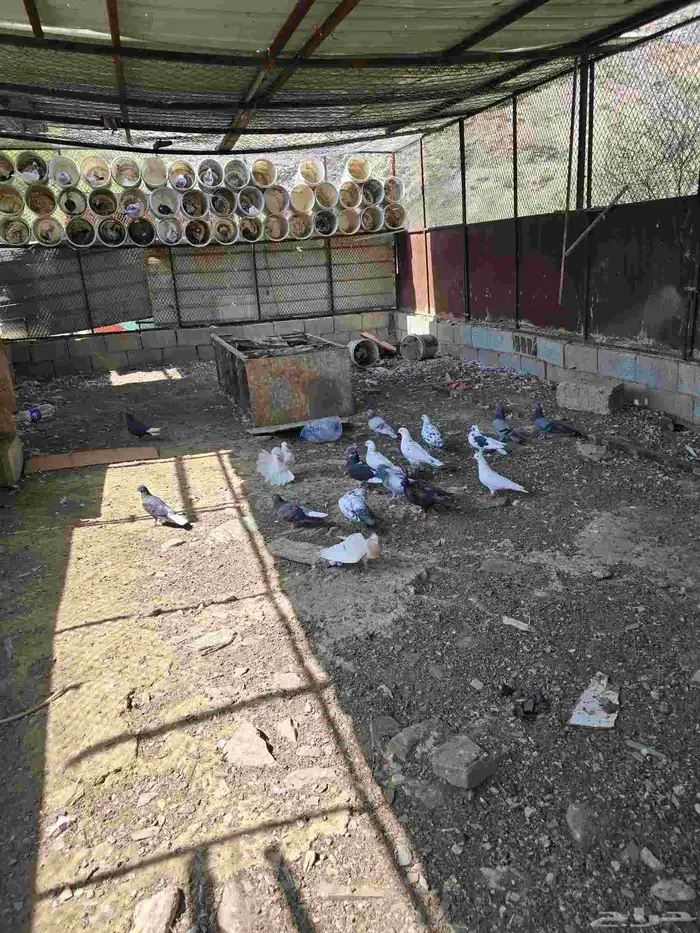 حمام بلدي وقطايف 3