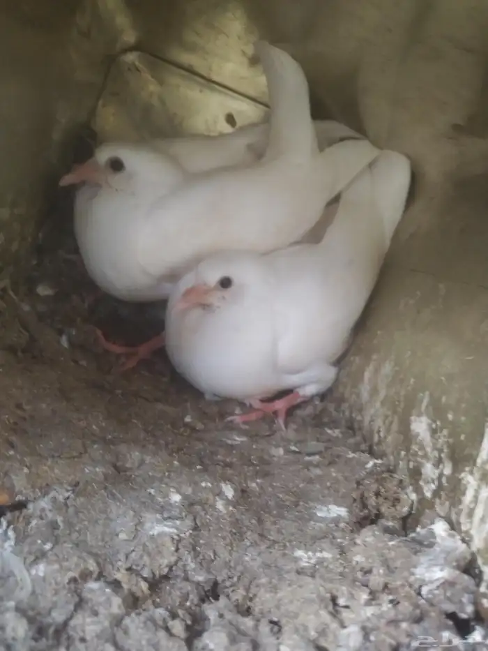 زغالين فرنسي 0