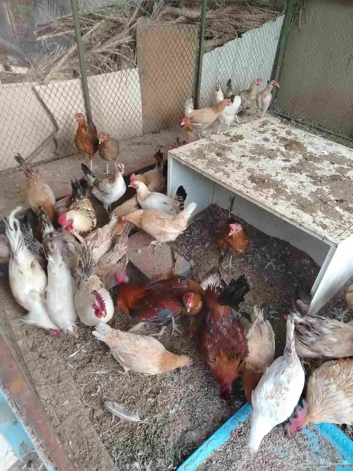 دجاج بياض للبيع 1