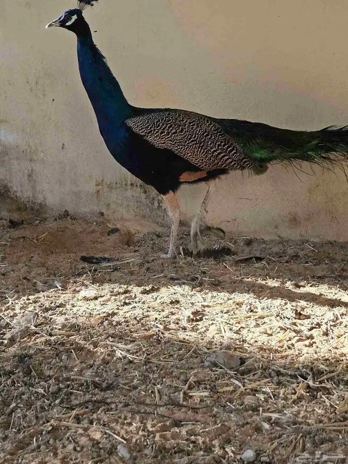 للبيع جوز طاووس هندي ازرق منتج 6