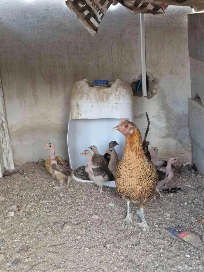 دجاجه بفروخها 2