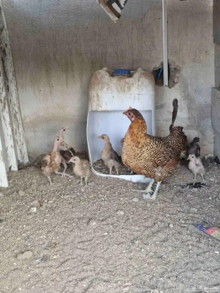 دجاجه بفروخها 7