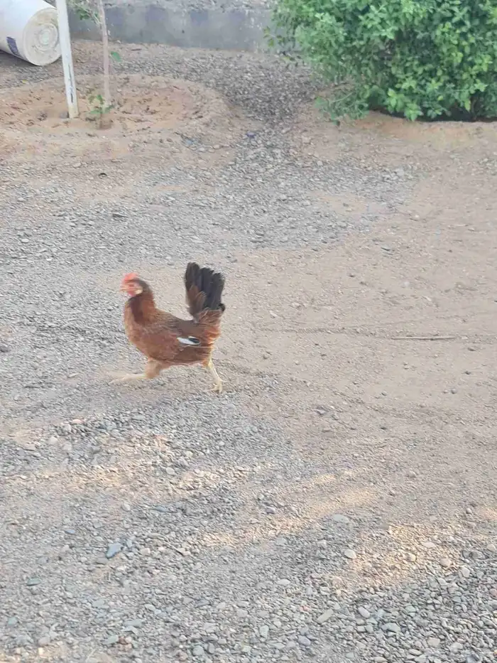 طقم دجاج عربي 5