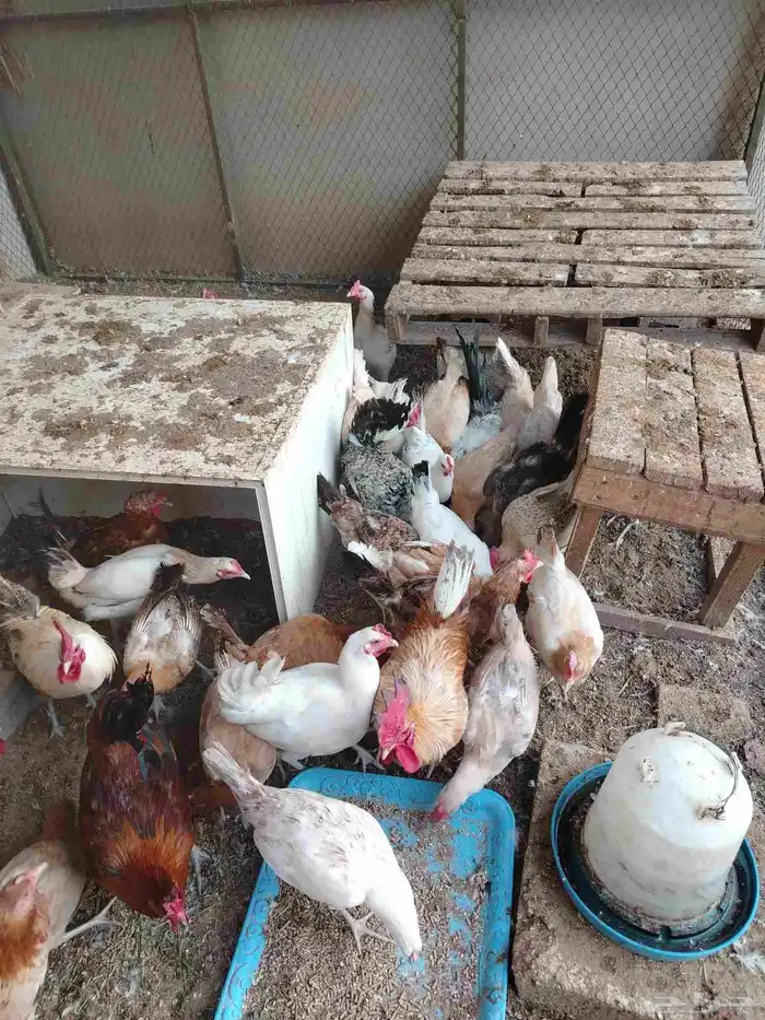 دجاج بياض للبيع 4