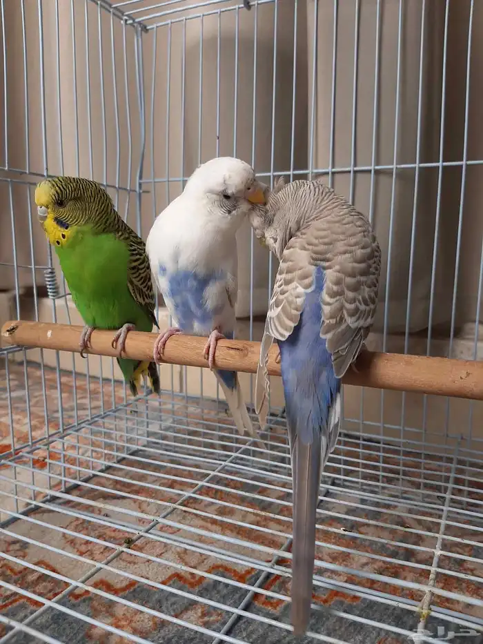 بادجي ذكر موالف ثنتين اناث 5