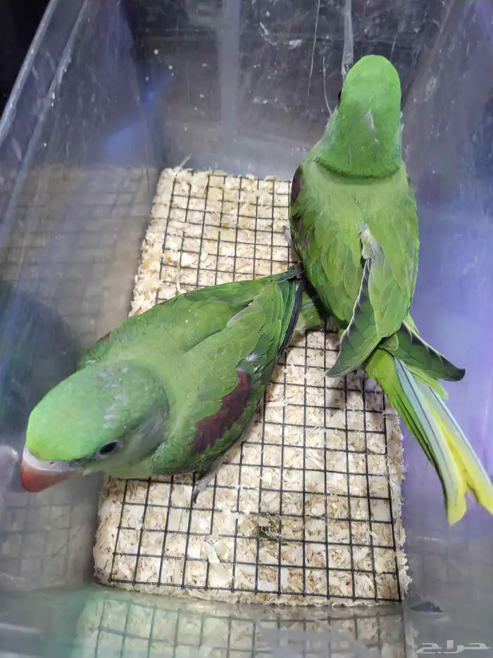 للبيع فروخ غر دره نيبالي أحجام قويه للتواصل 2