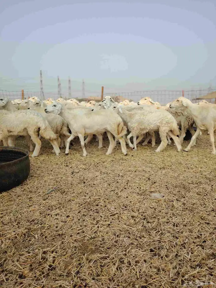 ضان حري جنب كلها دفيع 11