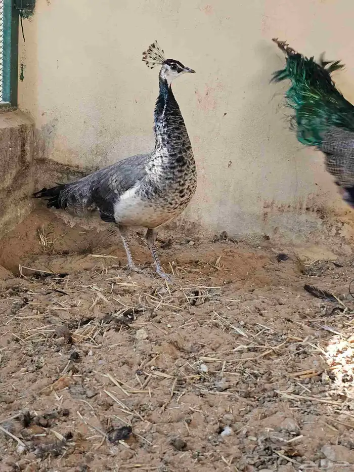 للبيع جوز طاووس هندي ازرق منتج 2