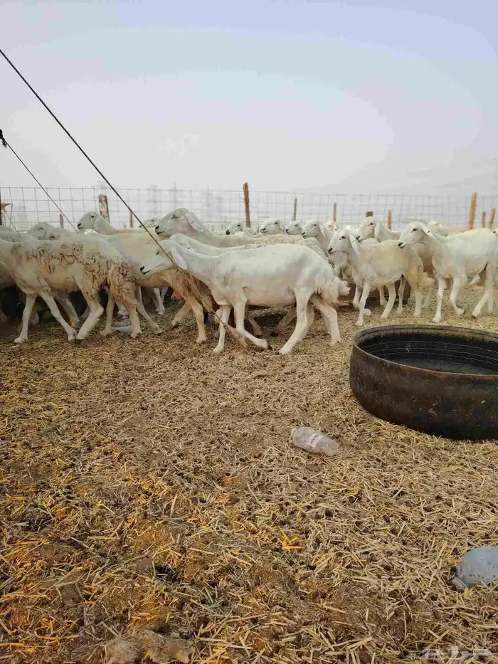 ضان حري جنب كلها دفيع 7