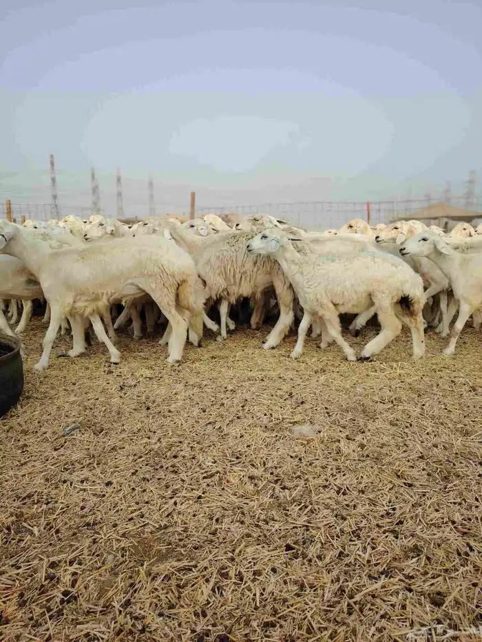 ضان حري جنب كلها دفيع 14