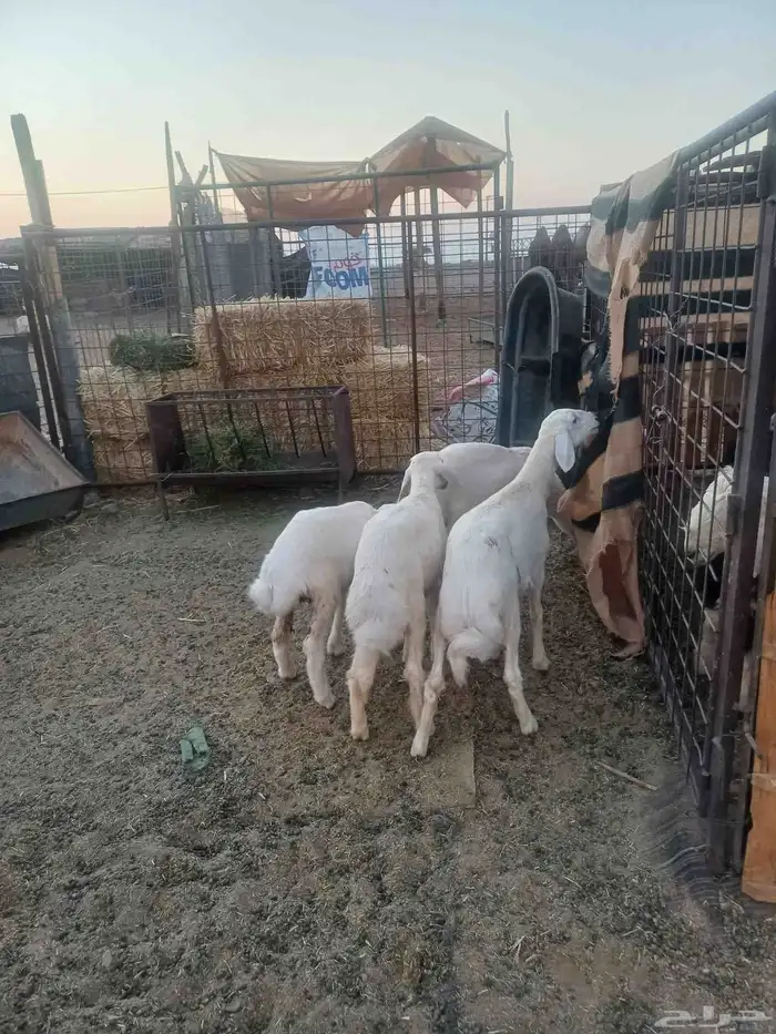 رخال مقاني لبانيات 0