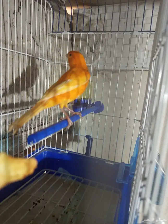 ذكر الكناري جاهز للتزاوج  الصحة 2