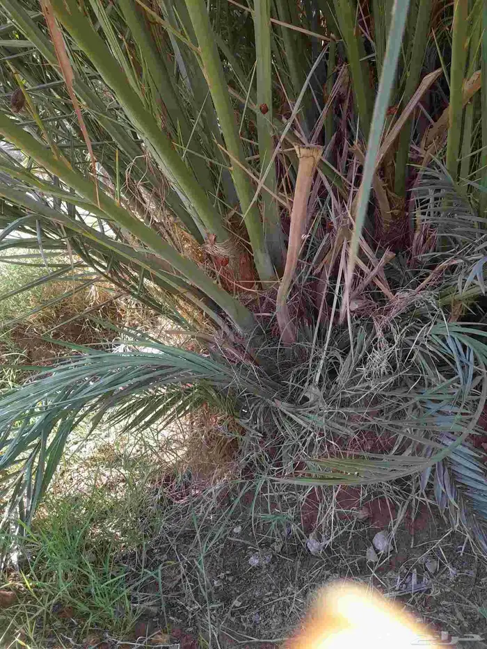 فروخ مجدول مشالله 2