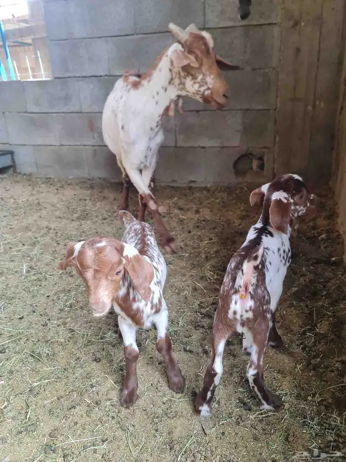 عنز جنوبيه مرخاء تحتها تيسين 0