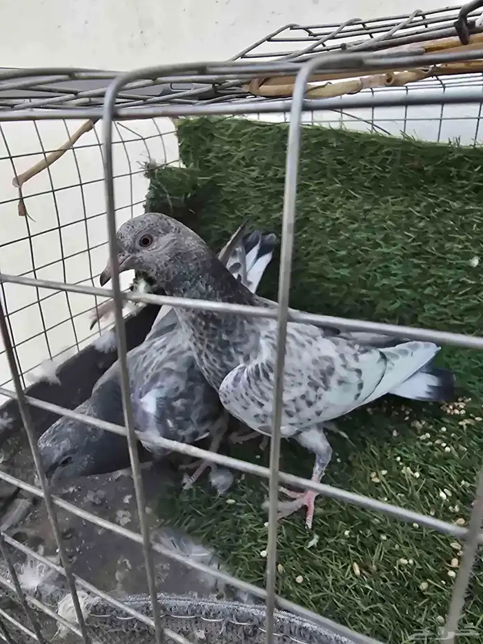 حمام باكستاني 3