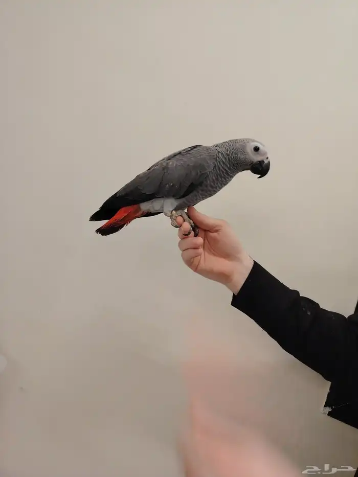 فرخ كاسكو ((تم البيع)) 0