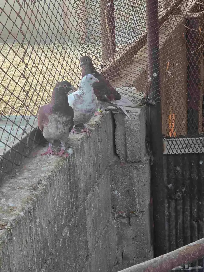 حمام زاجل للبيع مستعجل 1