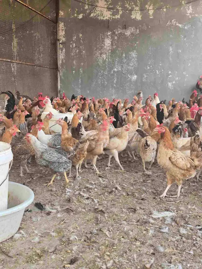 دجاج بلدي بياض 4