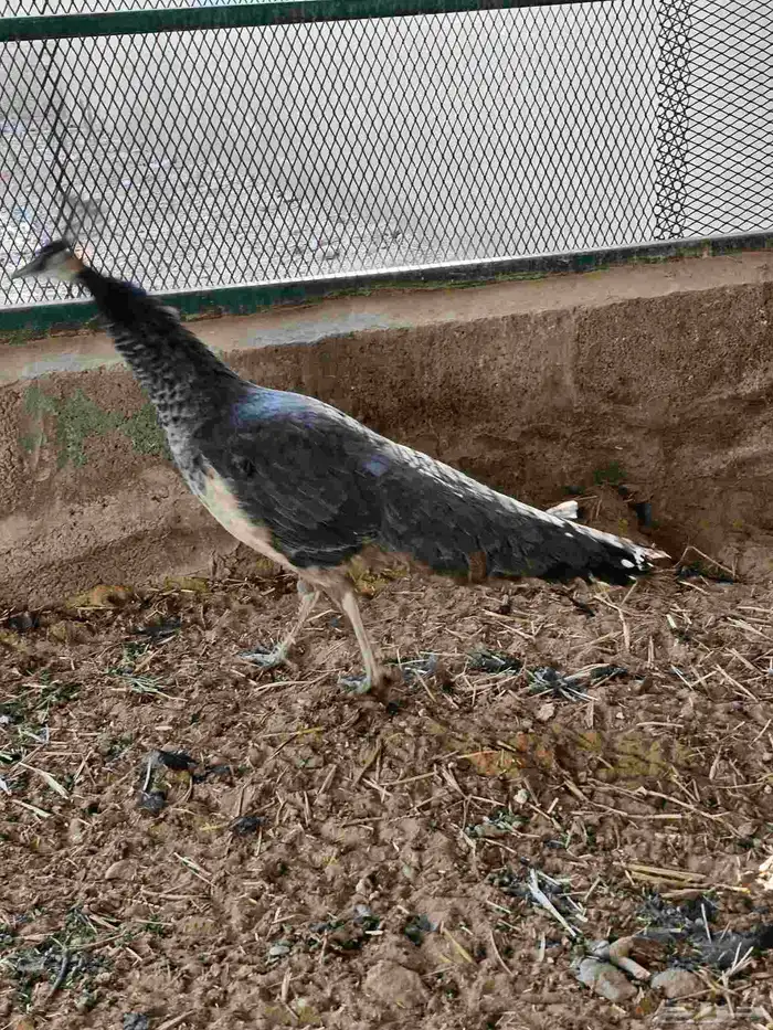 للبيع جوز طاووس هندي ازرق منتج 1